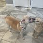 Photo of Alonsos Mobile Dog Grooming