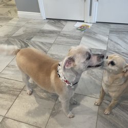 Alonsos Mobile Dog Grooming - Hey, you smell so good!