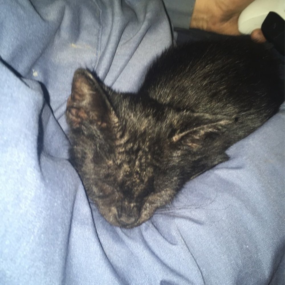 Broadway Pet Hospital - Pipi when I got him, before Dr Harry - Pet Sitting Near Me - Vallejo, California
