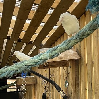 MARS Wildlife Rescue Centre - Albino crows - Animal Shelters Near Me - Merville, British Columbia