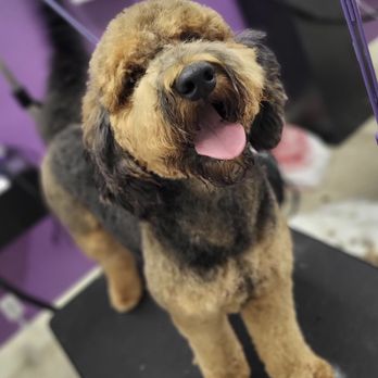 The Pet Spa & Boutique - Pet Groomers Near Me - Tulare, California The Pet Spa & Boutique - Pet Groomers Near Me - Tulare, California