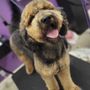 Photo of The Pet Spa & Boutique