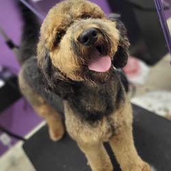 The Pet Spa & Boutique