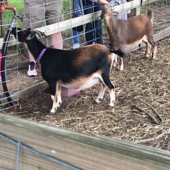 Long Acre Farms - Friendly goats :) - Farmers Market Near Me - Macedon, New York Long Acre Farms - Friendly goats :) - Farmers Market Near Me - Macedon, New York