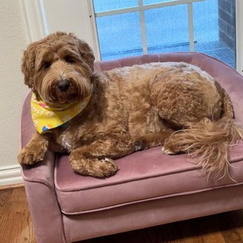 Celina Pet Clinic - Veterinarians Near Me - Celina, Texas