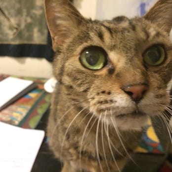 District Pet Care - 19 year old Patience - Pet Sitting Near Me District Pet Care - 19 year old Patience - Pet Sitting Near Me