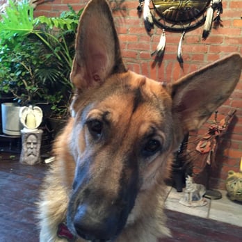 Kate Sullivan Pet Dog Training Services - Pet Training Near Me Kate Sullivan Pet Dog Training Services - Pet Training Near Me