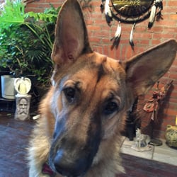 Kate Sullivan Pet Dog Training Services