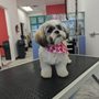Photo of Velvet Hound Groomery