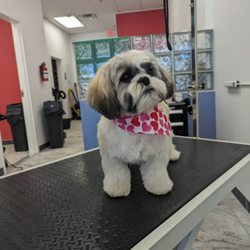 Velvet Hound Groomery