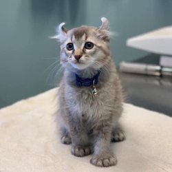 easyvet Veterinarian Murfreesboro