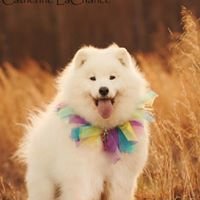 Furside Pet Grooming by null