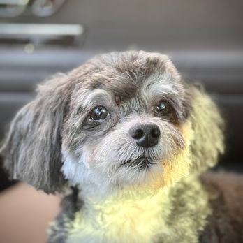 Graceful Havanese - Diego as a 14 year old almost 15 - Pet Breeders Near Me