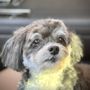 Photo of Graceful Havanese