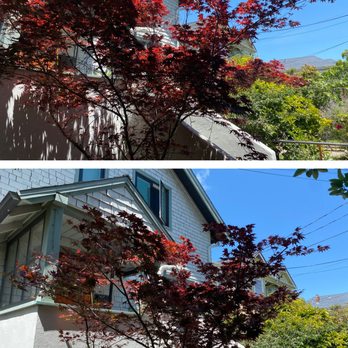 Canopy Care Holistic Pruning - A delicate, focal point Japanese Maple - Tree Services Near Me Canopy Care Holistic Pruning - A delicate, focal point Japanese Maple - Tree Services Near Me