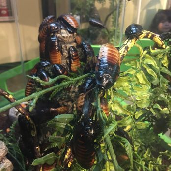 Butterfly Pavilion - Hissing beetles - Museums Near Me - Westminster, Colorado