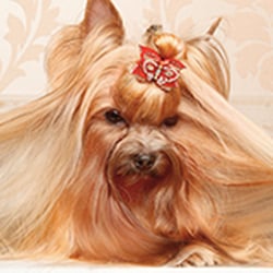 Moriches Dog Grooming