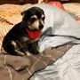Fox Creek Animal Hospital