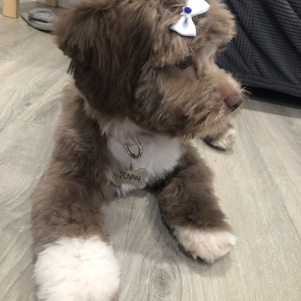 Happy Tails Dog Spa - AFTER - Pet Groomers Near Me - Torrance, California