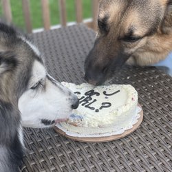 Three Dog Bakery