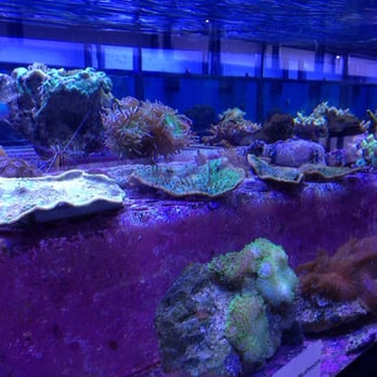 Aquarium Design Group - Aquarium Services Near Me - Houston, Texas