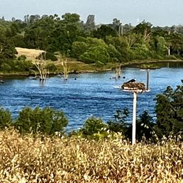 Osprey nest, Lake McSwain. Osprey nest, Lake McSwain.
