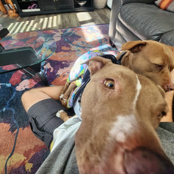 Zack's Pack - Wags & Walks - Dog Walkers Near Me Zack's Pack - Wags & Walks - Dog Walkers Near Me