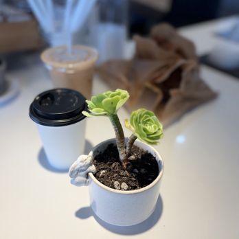 Lucky's Coffee Roasters - Taylor Smith Succulents - Coffee & Tea Near Me - Claremont, California Lucky's Coffee Roasters - Taylor Smith Succulents - Coffee & Tea Near Me - Claremont, California