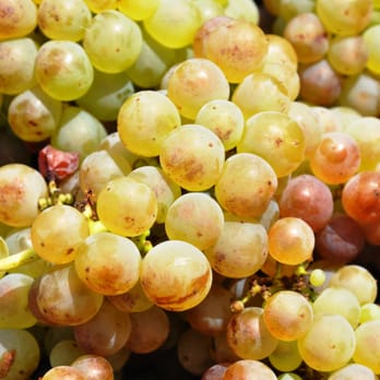 Grafted Cellars Winery - Wine Tours Near Me - Vista, California