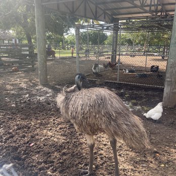 Robert Is Here - Emu - Fruits & Veggies Near Me - Homestead, Florida Robert Is Here - Emu - Fruits & Veggies Near Me - Homestead, Florida