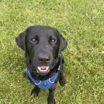 Monster Pest Control - Monster pest is dodger approved! - Pest Control Near Me