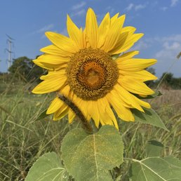 Lots of different varieties of sunflowers Lots of different varieties of sunflowers