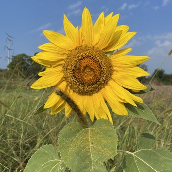 Manchester Blooms - Lots of different varieties of sunflowers - Pick Your Own Farms Near Me - Manchester, Michigan Manchester Blooms - Lots of different varieties of sunflowers - Pick Your Own Farms Near Me - Manchester, Michigan