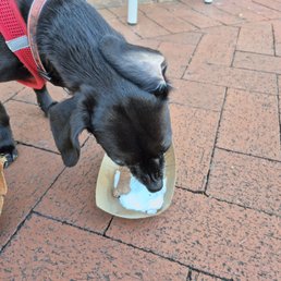 Our dog with her "Pup Cup."
