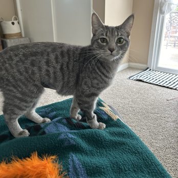 Orange Pet Clinic - Frances - Veterinarians Near Me - Orange, California