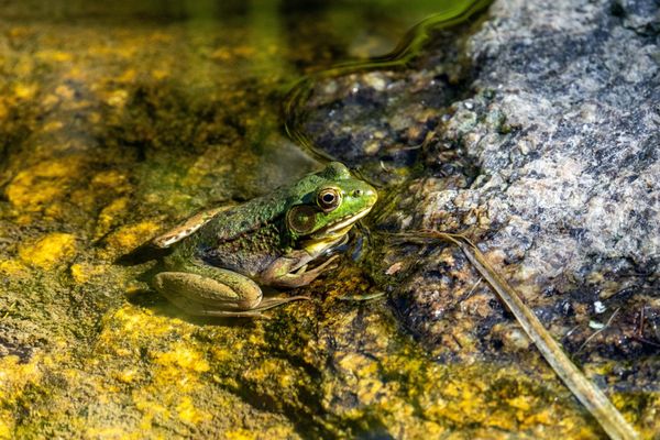 Coastal Maine Botanical Gardens by null