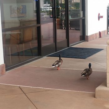 Broken Yolk Cafe - I wonder if the ducks eat here too - Breakfast & Brunch Near Me - Costa Mesa, California Broken Yolk Cafe - I wonder if the ducks eat here too - Breakfast & Brunch Near Me - Costa Mesa, California