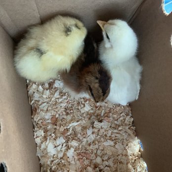 Four Acorns Farm - two chicks in a cardboard box - Farmers Market Near Me - Aptos, California