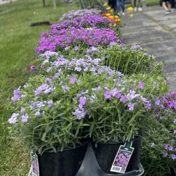 Value Plants - Perennials