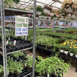 Flower Barn Nursery - They don't have a gigantic volume of things, but how many tomato plants do you need to buy anyway? And, look at how cheap the prices are.