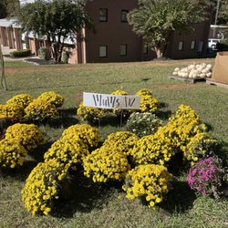Durham Highway Fire And Rescue Pumpkin Patch - Mums for sale