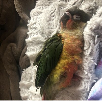 Canoga Discount Birds by null