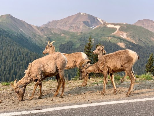 Independence Pass by null