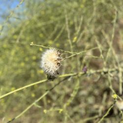 Hacienda Hills Trails - Stopped to look at flowers
