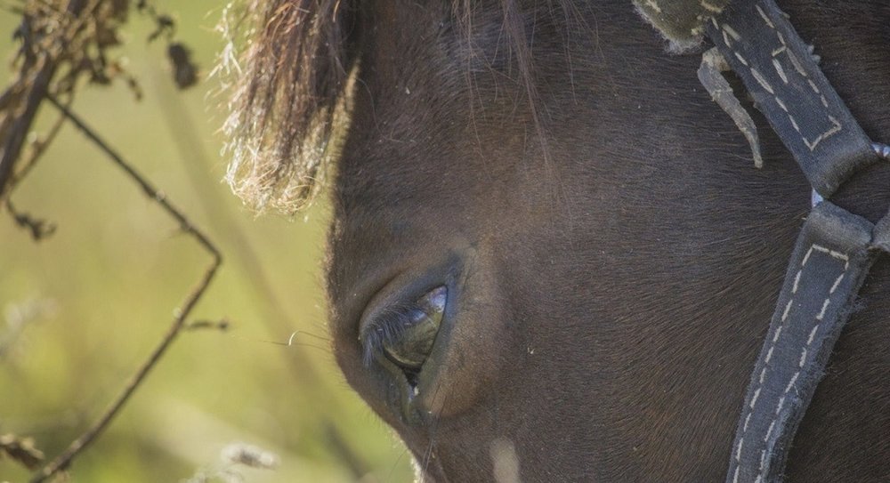 Grand Strand Horseback Riding Logo