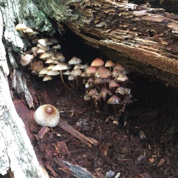 Hale Education - Abstract close up of a mushroom community. - Day Camps Near Me - Westwood, Massachusetts