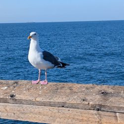 Balboa Pier