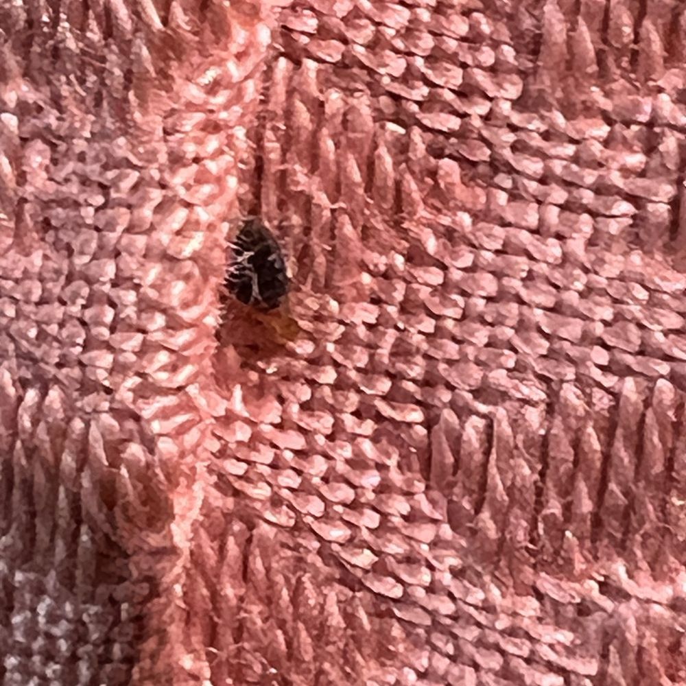 Hotel Hermitage - Bugs!! - Hotels Near Me - Poggio A Caiano, PO
