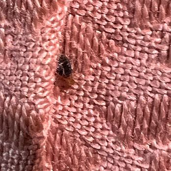 Hotel Hermitage - Bugs!! - Hotels Near Me - Poggio A Caiano, PO