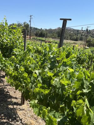 Principe di Tricase Winery by null